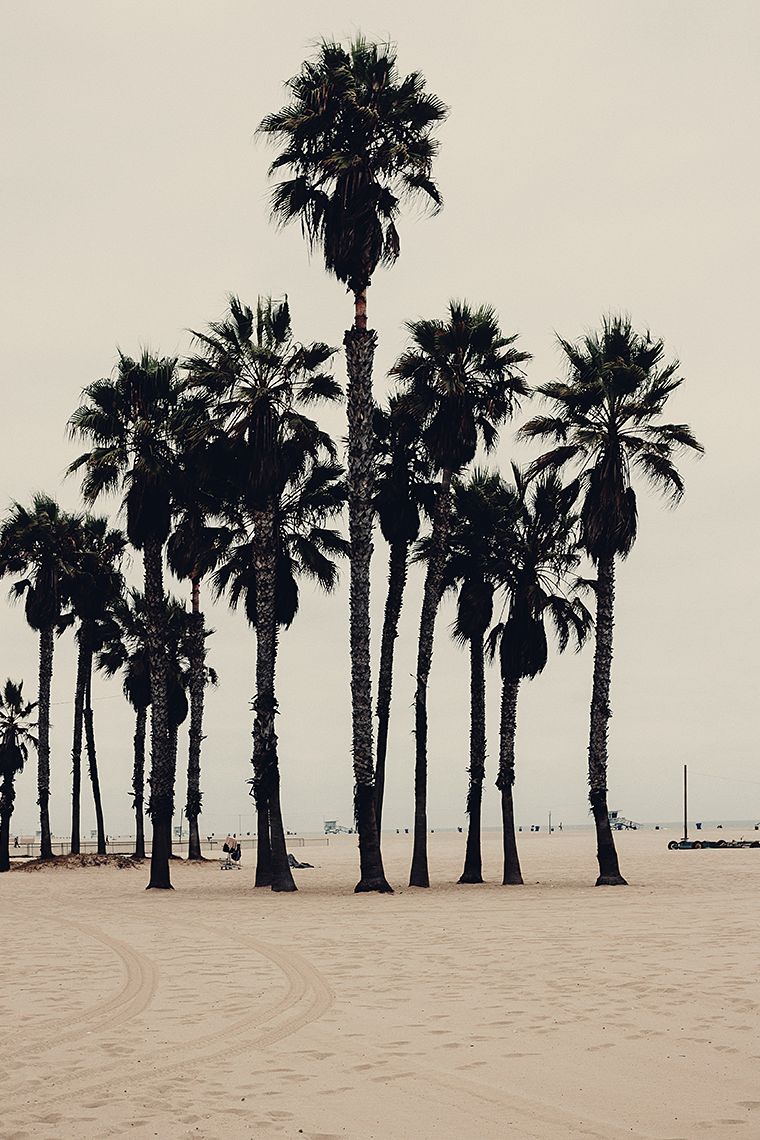 palms_100